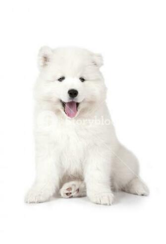 Seven Months Old Samoyed Puppy Dog Isolated On White Background