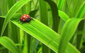 Ladybug Computer Wallpaper Desktop Background Id