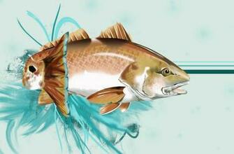 Red Drum Fish Wallpaper
