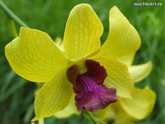 Orchids Flowers Wallpaper