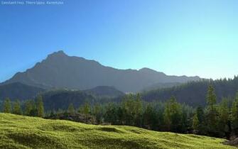 Forest Wallpaper Scene Scenery