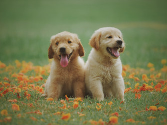 Animal Golden Retriever 4k Ultra HD Wallpaper