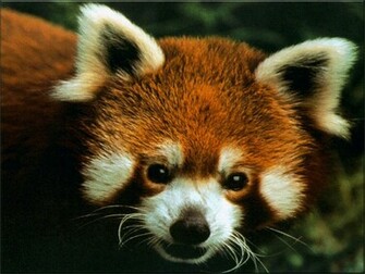 Red Panda Wallpaper Background