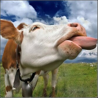 Funny Cow Pictures Funnim