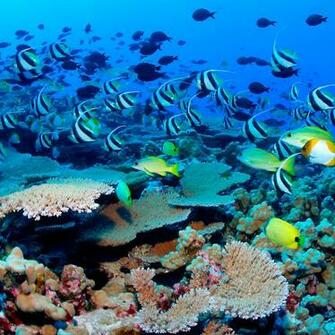 Only Retina iPhone New iPad Fish Under The Sea