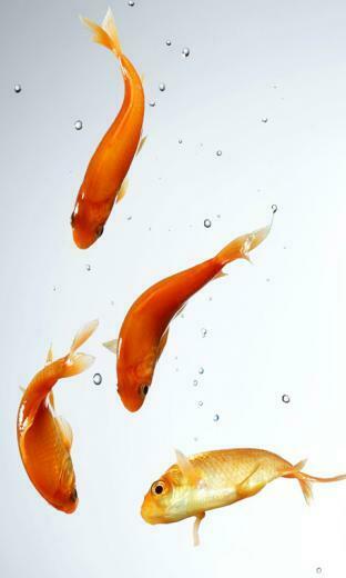 Lg Gt950 Arena Mobile Phone Wallpaper Cell Desktop Picture