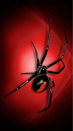 3d Spider Wallpaper iPhone Cool