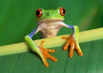 Tree Frog So Cute Wallpaper X HD
