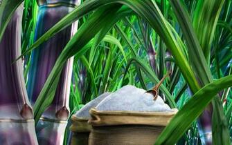 Sugar Cane Wallpaper