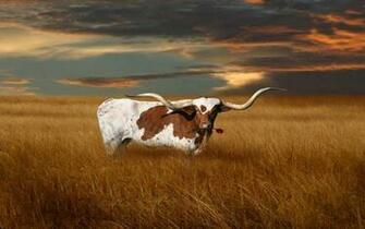 Longhorn Wallpaper