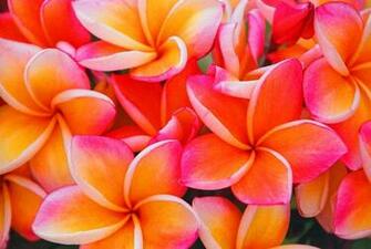 Pink And Gold Frangipanis Wallpaper