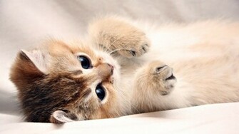 Wallpaper Background Laptop Background Cute Kitty Landscape