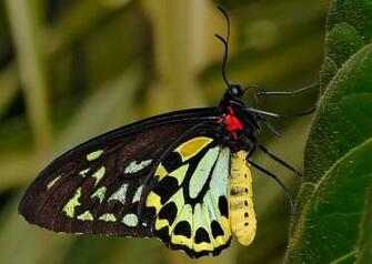 Animal Fauna Colorida Natureza Borboleta Flora Inseto Queen