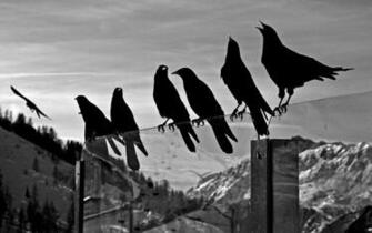 Crows Animals Birds Ravens Black White Bw Glass Mountains Nature Sky