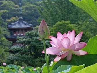 Lotus Flower Desktop And Mobile Wallpaper Wallippo