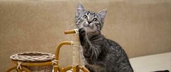 Wallpaper Kitten Invention Bicycle Dual Wide