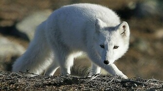 Arctic Fox Computer Wallpaper Desktop Background Id