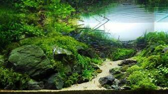 Fish Tank Wallpaper