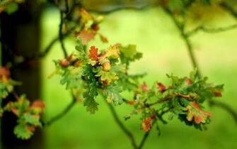 Wonderful HD Oak Tree Wallpaper HDwallsource