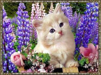 Cat Valentine Pc Wallpaper At Wallpaperbro