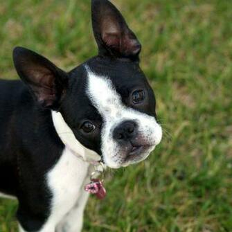 Boston Terrier iPad Wallpaper HD Cute
