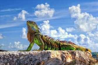 Iguana Cool Wallpaper