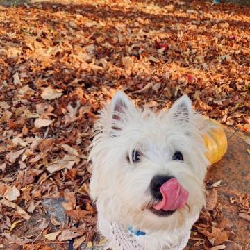 Autumn Wallpaper With Sami The Westie