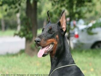 The Doberman Dog Desktop Wallpaper Pictures Online For Pc