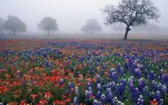 Wildflower Wallpaper