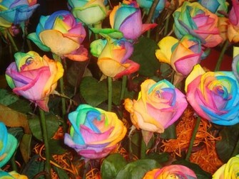 Beautyful Flowers Rainbow Flower Wallpaper