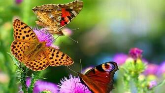 Cool Butterfly Desktop Wallpaper HD