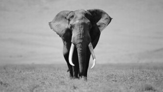 Black And White Wallpaper Animals HD