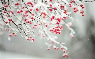 Winter Love Wallpaper