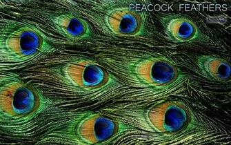 Animated Peacock Wallpaper Image