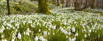 Nature Spring Vacation Wallpaper Background Dual Monitor Resolution