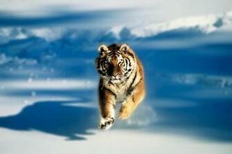 Tiger 3d Desktop Wallpaper