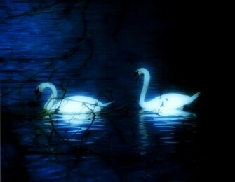 Swan Lake Wallpaper
