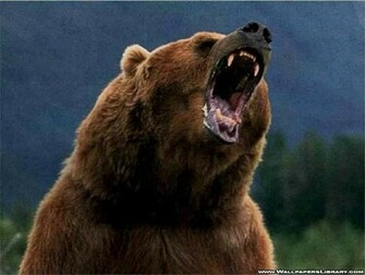 Animals Image Grizzly Bears HD Wallpaper And Background Photos
