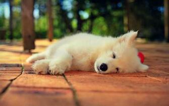 Samoyed Husky HD Wallpaper 7wallpaper Net