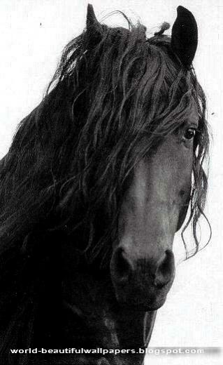 Friesian Horse Pictures