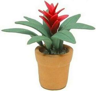 Amazon Miniature Potted Bromeliad Plant Wallpaper Home Kitchen