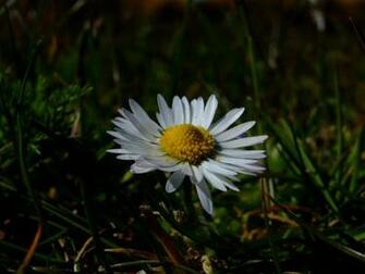 Faunanflora Showthread Php Online Gerber Daisy Desktop Wallpaper