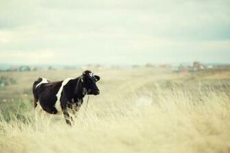 Cow Background