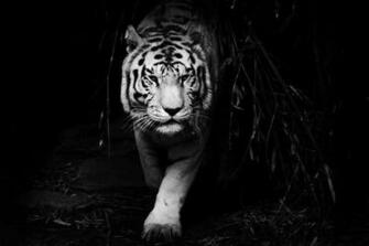 Black Tiger Wallpaper