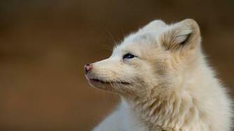 Arctic Fox Wallpaper Net