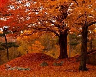 Intense Orange And Cranberry Red Its Time For Some Fall Decorating