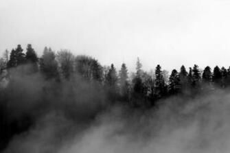 Natural Foggy Forest Picture Amazing