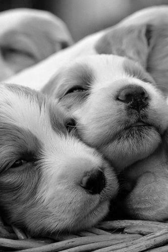 Basket Full Of Puppies Screensaver For Amazon Kindle Dx