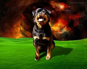 Wallpaper For Windows Xp Dog Rottweiler Rotvajler
