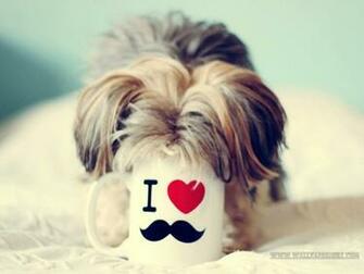 Awesome Cup Dog Wallpaper